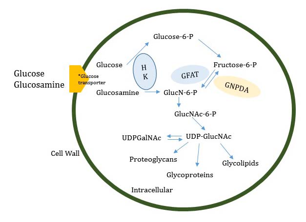 glucosamin.jpg