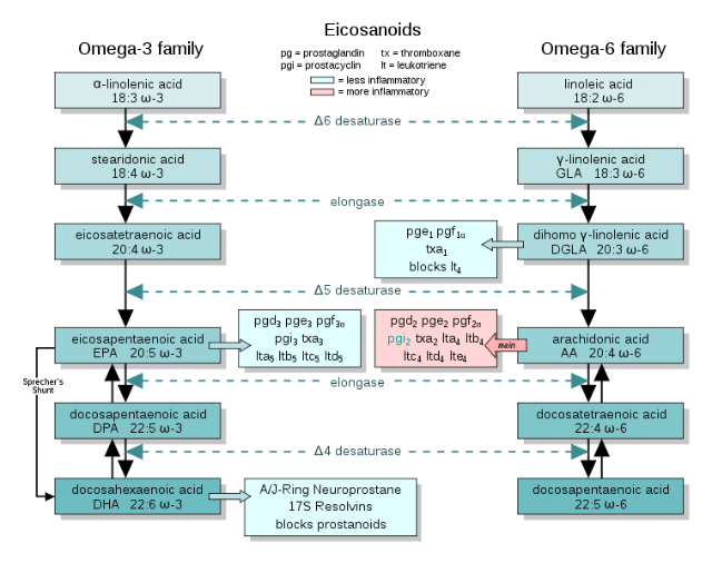 757px-EFA_to_Eicosanoidssvg.png