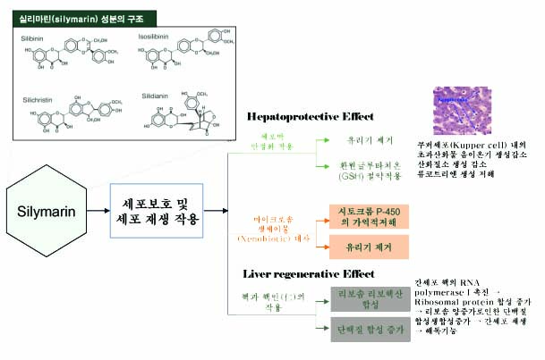 간기능(밀크씨슬)5 1복사.jpg